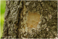 Dysoxylum binectariferum